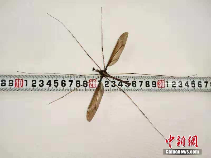 解锁黄台的方法详解：穿越“404”障碍指南图片
