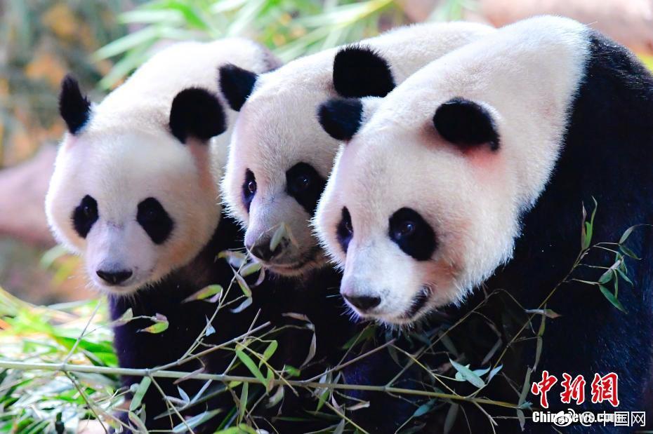 苏州美食与晶体结构在浴火视频中的精彩展现图片