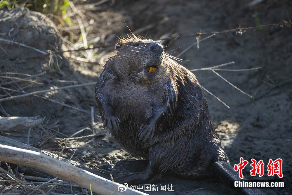 探讨九一制片厂电影里梦想与现实的结合点图片