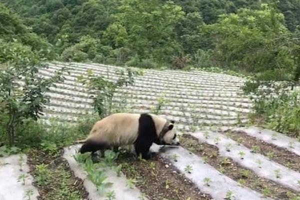 甜蜜惩罚2看守专用宠物台词的观众解读图片