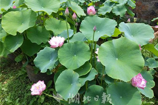 超碰97免费在线观看高清资源播放效果实测图片