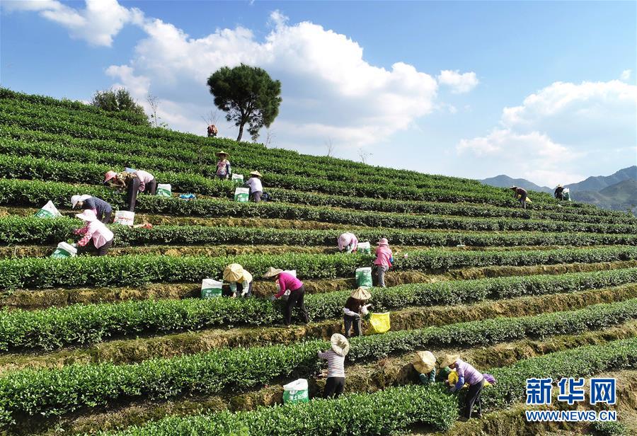 10000个免费实名认证大全风险分析与防范建议图片